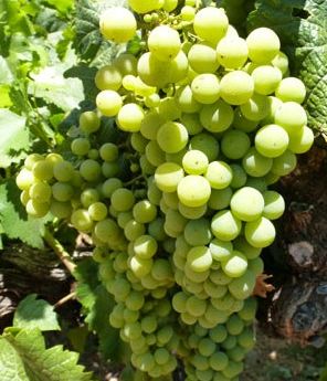 Illinois Wineries Think Pink at the Annual Wine and Grape Industry Conference - Illinois Grape Growers And Vintners Alliance