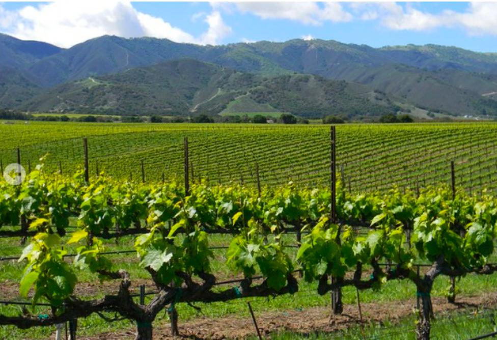 New Napa Winery Launches Bubbly Rosé in Penis-Shaped Bottle