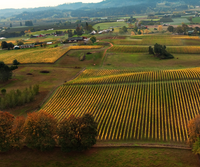 Bergström Winery