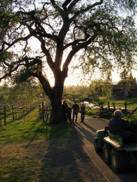 Ancient Oak Cellars