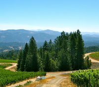 Alder Springs Vineyard