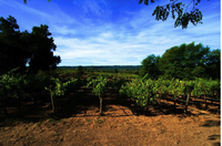 Kobler Estate Winery