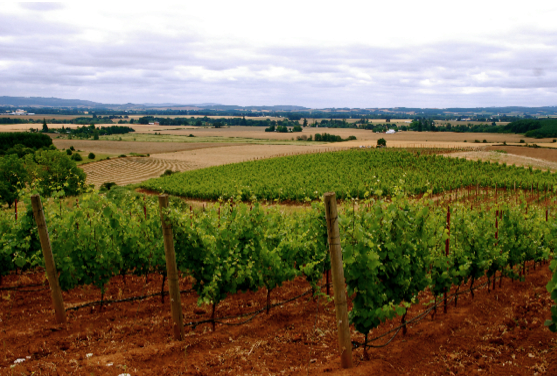 Brittan Vineyards