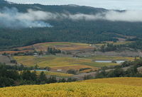 Angel Camp Vineyard