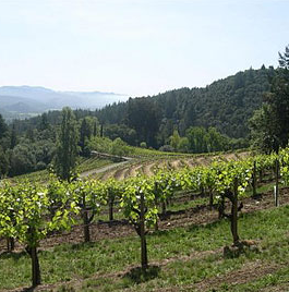 Stony Hill Vineyard