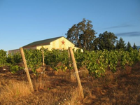 J. Wrigley Vineyard