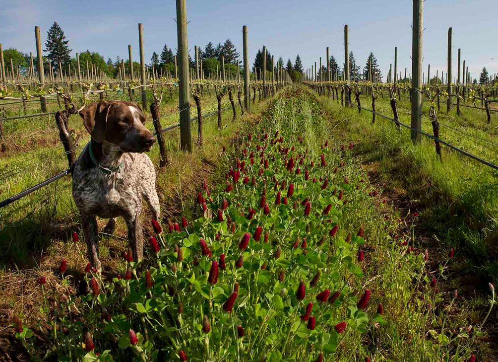 Anam Cara Cellars